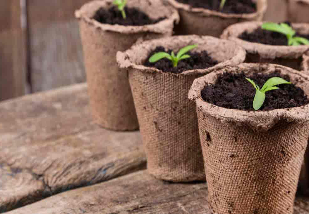 Seed Kits